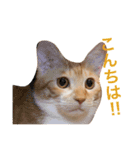 猫のデコ（個別スタンプ：15）