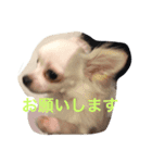 マルとパンチ（個別スタンプ：6）