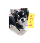 チワワのくぅちゃん（個別スタンプ：6）