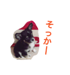 チワワのくぅちゃん（個別スタンプ：11）