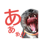 実写版フクタン（個別スタンプ：5）