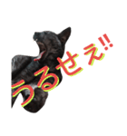実写版フクタン（個別スタンプ：6）