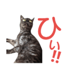 実写版フクタン（個別スタンプ：8）