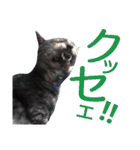 実写版フクタン（個別スタンプ：9）