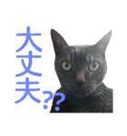 実写版フクタン（個別スタンプ：12）