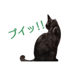 実写版フクタン（個別スタンプ：13）