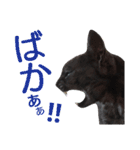 実写版フクタン（個別スタンプ：16）