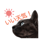 実写版フクタン（個別スタンプ：18）