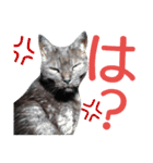 実写版フクタン（個別スタンプ：21）