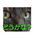 実写版フクタン（個別スタンプ：25）