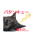 実写版フクタン（個別スタンプ：28）
