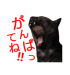 実写版フクタン（個別スタンプ：33）