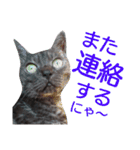 実写版フクタン（個別スタンプ：34）