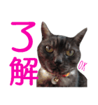 実写版フクタン（個別スタンプ：35）