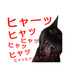 実写版フクタン（個別スタンプ：36）