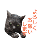 実写版フクタン（個別スタンプ：37）