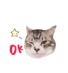 まんまるねこのきらちゃん（個別スタンプ：2）