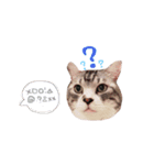 まんまるねこのきらちゃん（個別スタンプ：3）