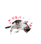 まんまるねこのきらちゃん（個別スタンプ：7）