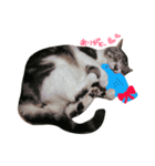 まんまるねこのきらちゃん（個別スタンプ：8）