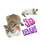 Soda＆Sprite（個別スタンプ：5）