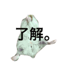 ぽんたさんのスタンプですよ（個別スタンプ：6）