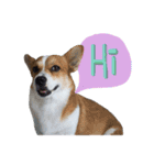 Corgi Pink Pink（個別スタンプ：1）