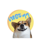 Corgi Pink Pink（個別スタンプ：2）