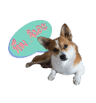 Corgi Pink Pink（個別スタンプ：4）