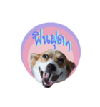 Corgi Pink Pink（個別スタンプ：5）