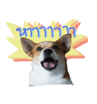 Corgi Pink Pink（個別スタンプ：6）