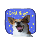 Corgi Pink Pink（個別スタンプ：7）