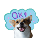 Corgi Pink Pink（個別スタンプ：8）