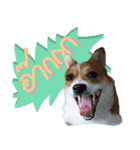 Corgi Pink Pink（個別スタンプ：9）