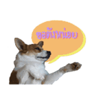 Corgi Pink Pink（個別スタンプ：10）