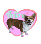 Corgi Pink Pink（個別スタンプ：11）