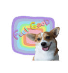 Corgi Pink Pink（個別スタンプ：12）