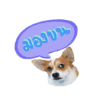 Corgi Pink Pink（個別スタンプ：14）