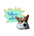 Corgi Pink Pink（個別スタンプ：15）