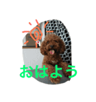 ぶさカワ犬 ピノ（個別スタンプ：1）