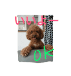 ぶさカワ犬 ピノ（個別スタンプ：3）