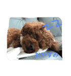 ぶさカワ犬 ピノ（個別スタンプ：4）