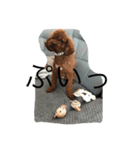 ぶさカワ犬 ピノ（個別スタンプ：5）