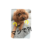 ぶさカワ犬 ピノ（個別スタンプ：6）