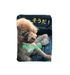 ぶさカワ犬 ピノ（個別スタンプ：10）
