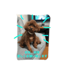 ぶさカワ犬 ピノ（個別スタンプ：11）