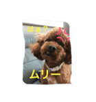 ぶさカワ犬 ピノ（個別スタンプ：12）