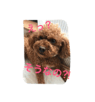 ぶさカワ犬 ピノ（個別スタンプ：13）
