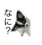 dog photo Chihuahua's sokun2（個別スタンプ：1）