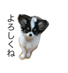 dog photo Chihuahua's sokun2（個別スタンプ：2）